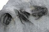 Devil Horned Cyphaspis Walteri Trilobite Cluster #226075-1